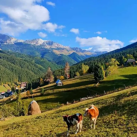 Casa De Vacanta Varf De Munte Moieciu De Sus Moeciu De Sus